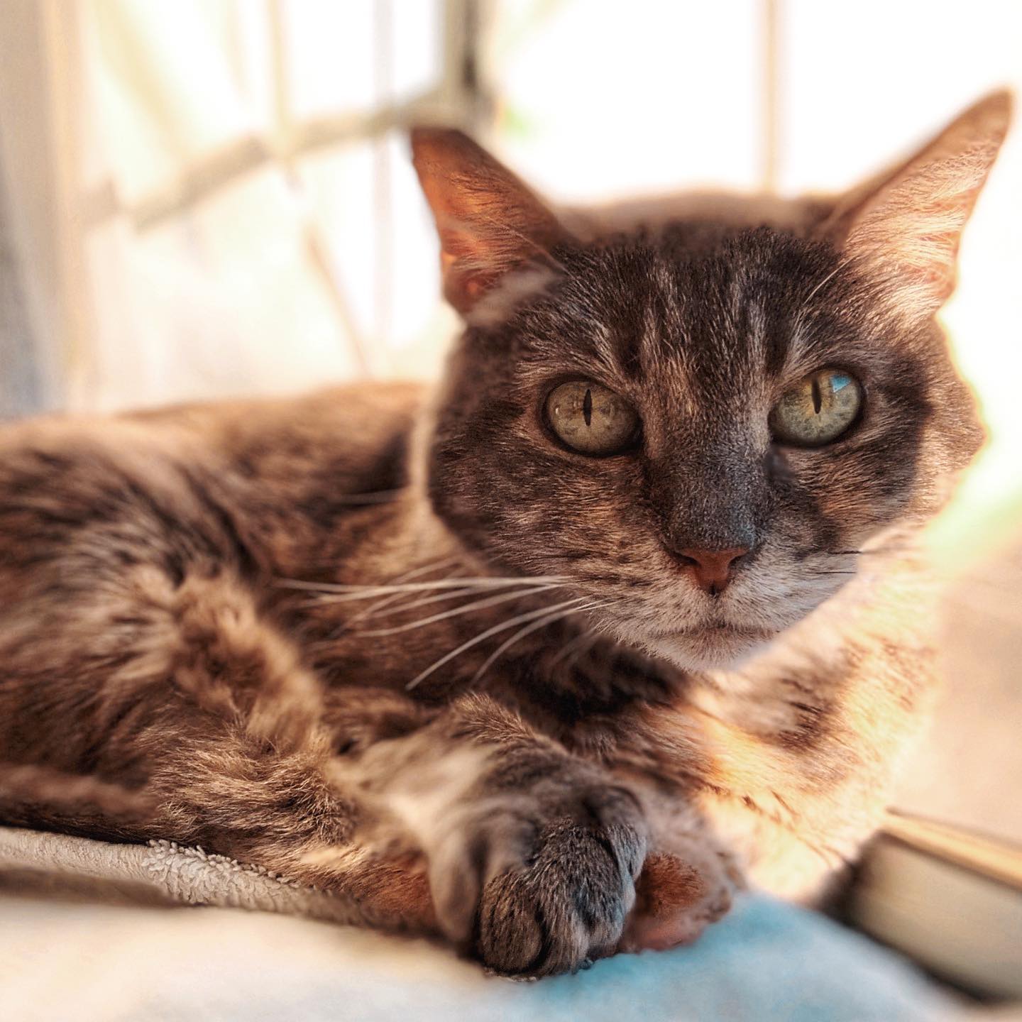 Feeling cute 🐱 Might tip my water bowl over later, idk