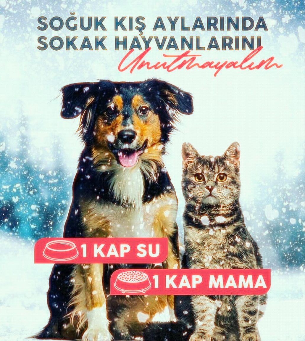 ❄️🌧️✨ Havalar çok soğudu, lütfen sokaklarda yaşam mücadelesi veren patili dostlarımızı unutmayalım! Onlara her gün bir kap su ve bir kap mama bırakmayı atlamayalım.
Hayat paylaştıkça güzel…
#birkapsubirkapmama
#hayatpaylaştıkçagüzel
#yaşamhakkınasaygı 🩵🙏🏻🥹✨🐾🐾🐾🐾♥️♥️♥️