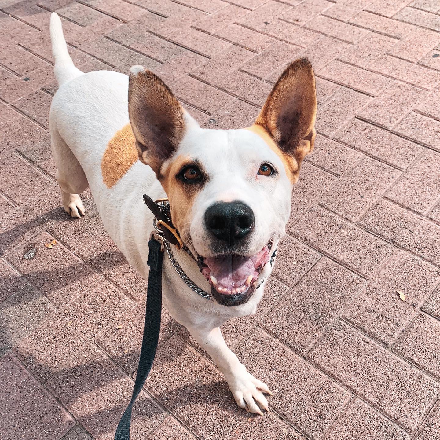 When your ears are so big you can hear your handler THINKING about giving you a treat 🐶 📡