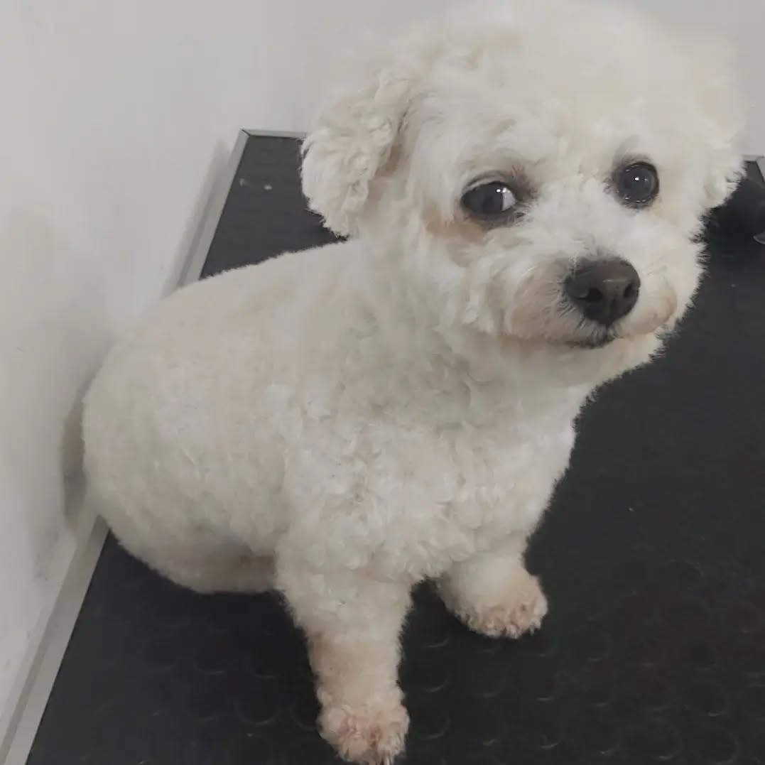 Це Мілка, і ми дуже раді бути знайомі з нею.
Вдивіться в ці мудрі очі, в посмішку Мони Лізи. Побачте, як ще ледь майорять, але розгораються спалахи довіри в серці собачки, яку тільки но взяли з притулка і уже привели у грумінг салон