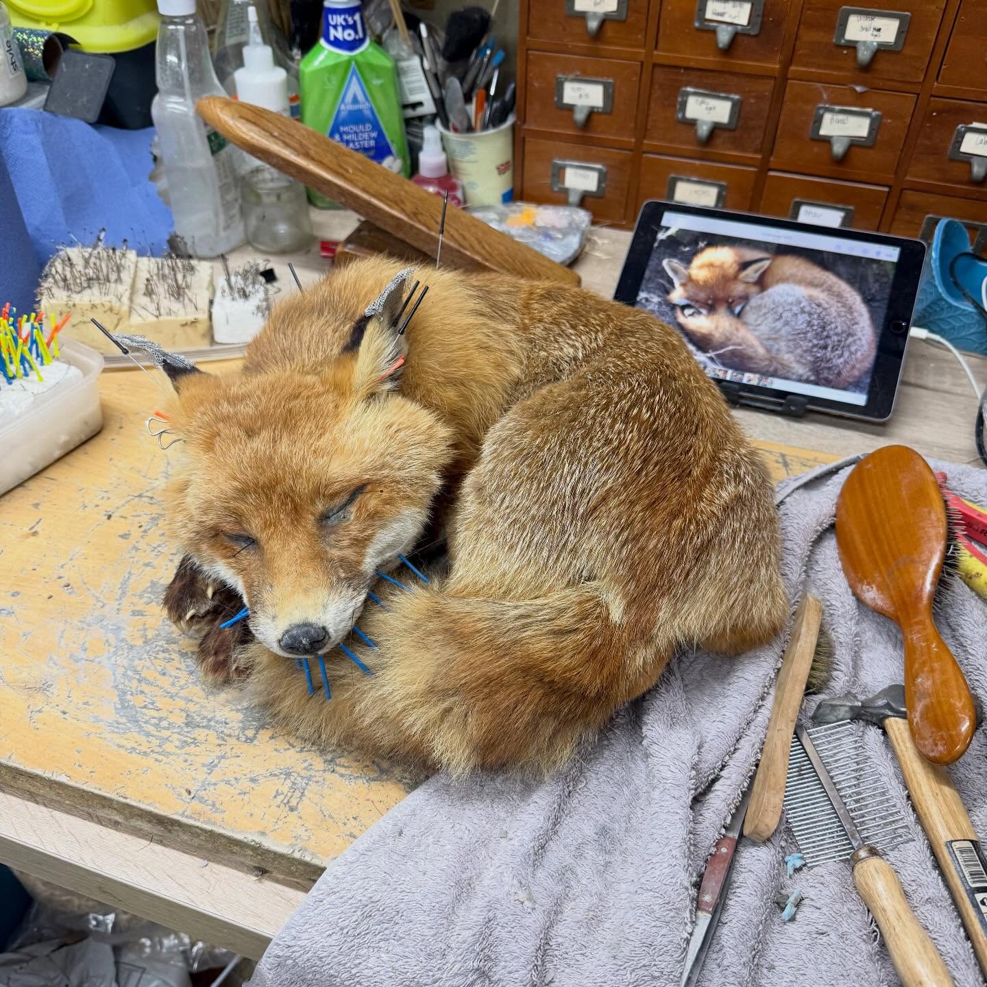 Bit of a different challenge. A customer who bought a fox pelt wanted the pelt remounted as a full mount sleeping fox. It was quite interesting to see how this other taxidermist who mounted the head but left the rest as a flat rug sort of mount. I re hydrated the pelt using salt, a bit of phenol and water. Took the foam head out and further hydrated the inside of the head. As there were no measurements, there was a lot of guesswork. I am also processing another fox pelt as part of the same order and it had fragments of the carcass inside (it was partially skinned), so I used that as reference as well as this huge fox form I haven’t used as it’s too big for any fox I’ll ever get. I carved and cut into the foam head to refit it in the mount. The tail sadly had a lot of fat burn and was falling to pieces when I was trying to sew it back on. I’ll have to further glue it when it’s all dry.
#taxidermist #fox #taxidermy #mammals #naturalhistory