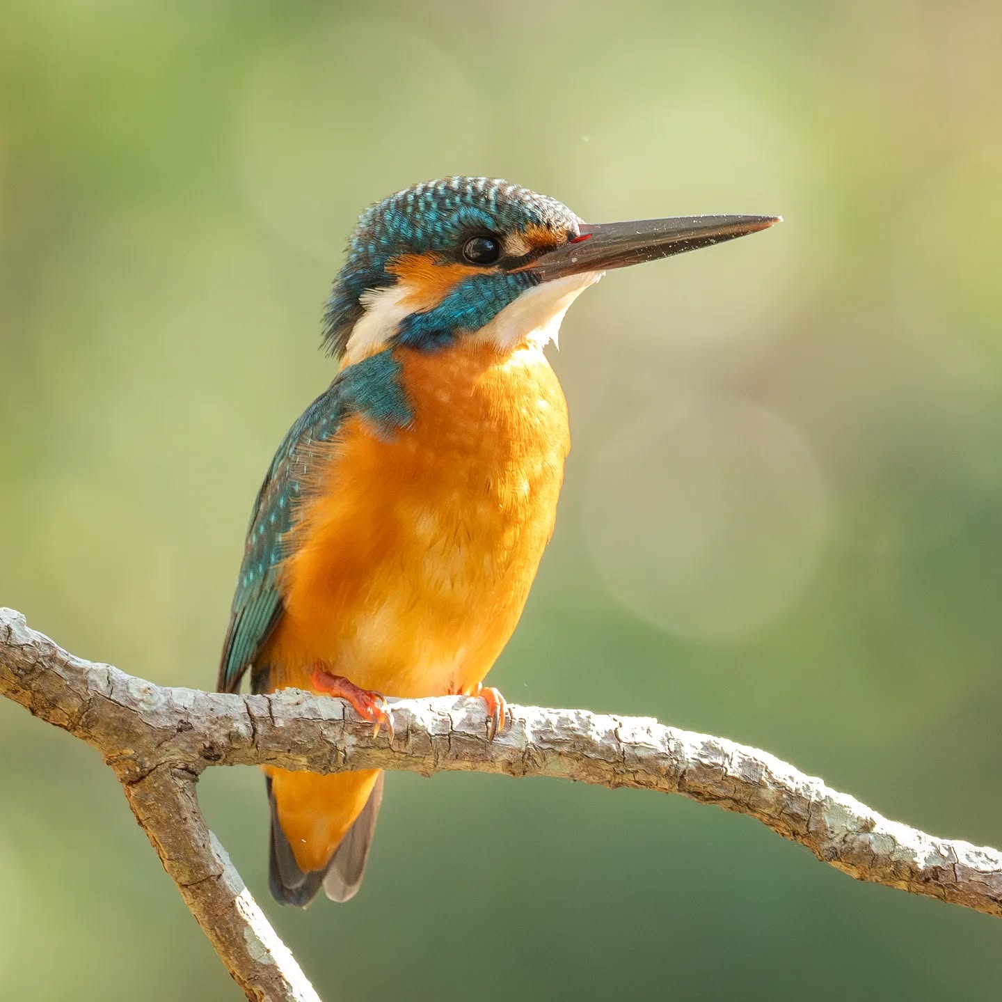 "Common" kingfisher.... I don't think that name is fair to how pretty this bird is. Usually a flash of blue is all you see when this small bird speeds by.
@aneyefordetails
#bird #birds #birdphotography #birdsofinstagram#animalsofinstagram #wildlifeofinstagram #wildlifephotography #nature #naturephotography #wild_perfection #wildlifeaddicts #nikon #bns_birds #planetearth #nationalgeographic #saveourplanet