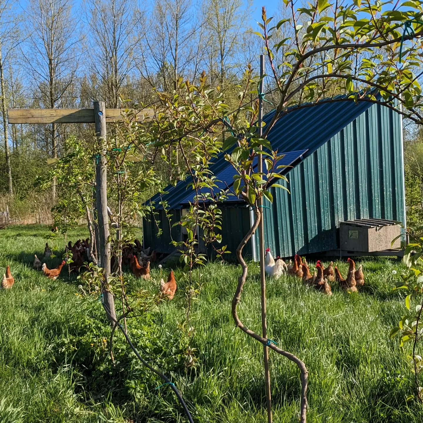 Elke dag verse eitjes, wat een zegen 😇
Vandaag hebben we de kipjes terug verzet naar een nieuw plekje vol vers groen ☘️
Elke dag buiten, elke dag lekkere eitjes 🥚🥚🥚
En elke dag te koop in onze automaat 🤖
Welkom!
☀️☀️☀️