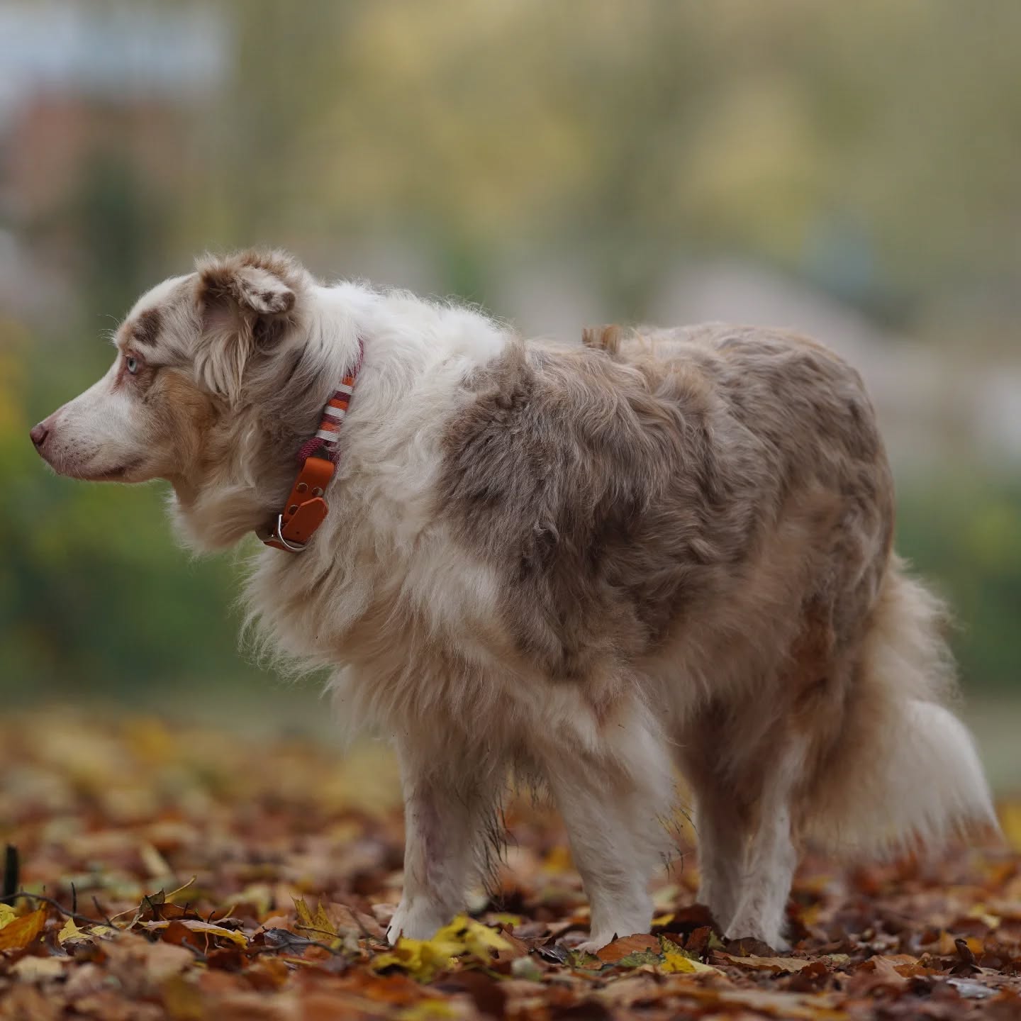 🌟 Hol dir jetzt das perfekte Accessoire für deinen Hund und setze ein modisches Statement! 🌟
Jedes Halsband wird mit viel Liebe und Sorgfalt gefertigt, um deinem Hund nicht nur Stil, sondern auch Komfort zu bieten. Lass deinen Liebling in den herbstlichen Farben erstrahlen.
#halsbändernachmaß #halsbandliebe #halsbänder #hundeleine #hundeliebe ##hundeacessoires #weihnachtsgeschenke #weihnachtsgeschenkefürhunde #Geschenkideen #wunschleinen