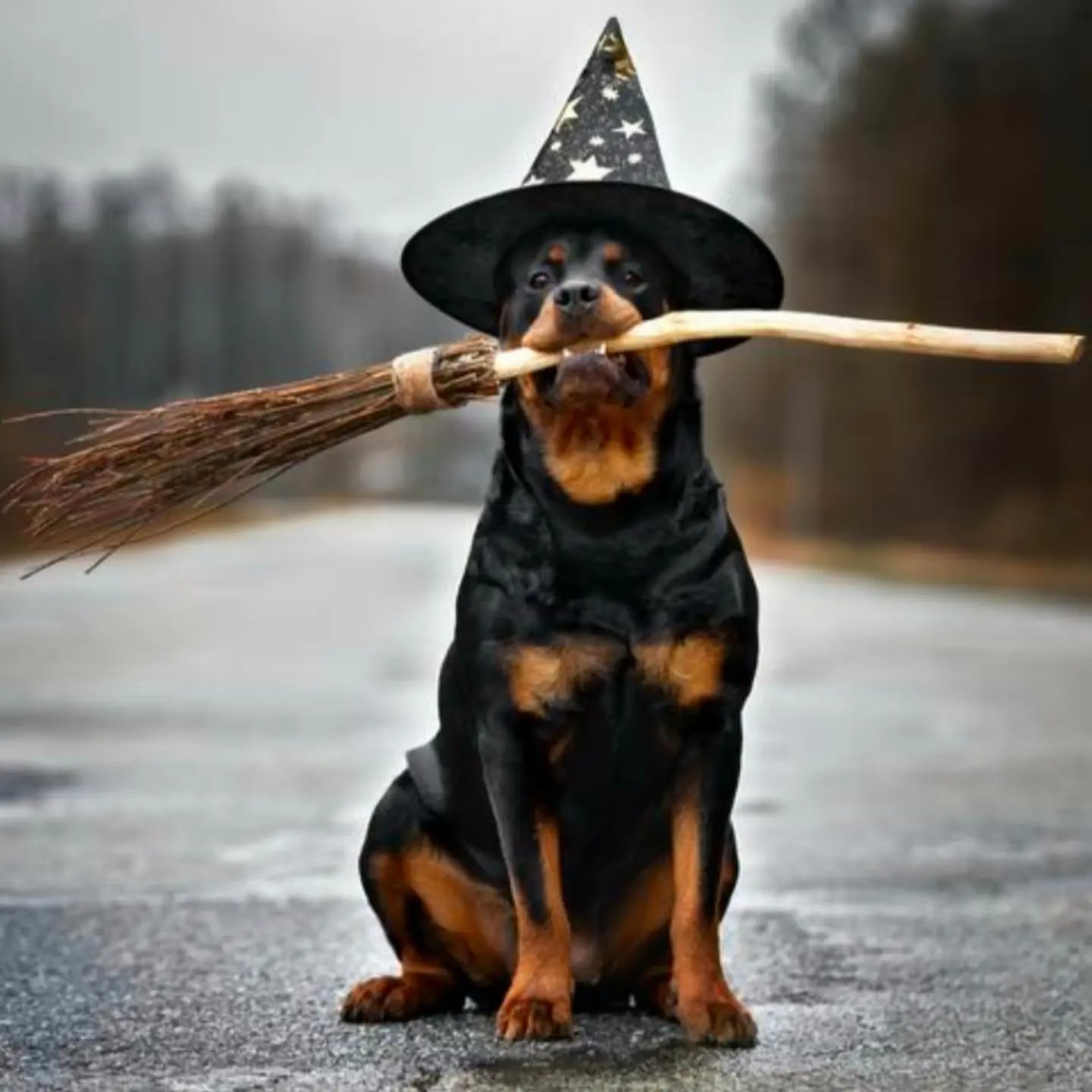 Happy Howl-oween! 💀🎃