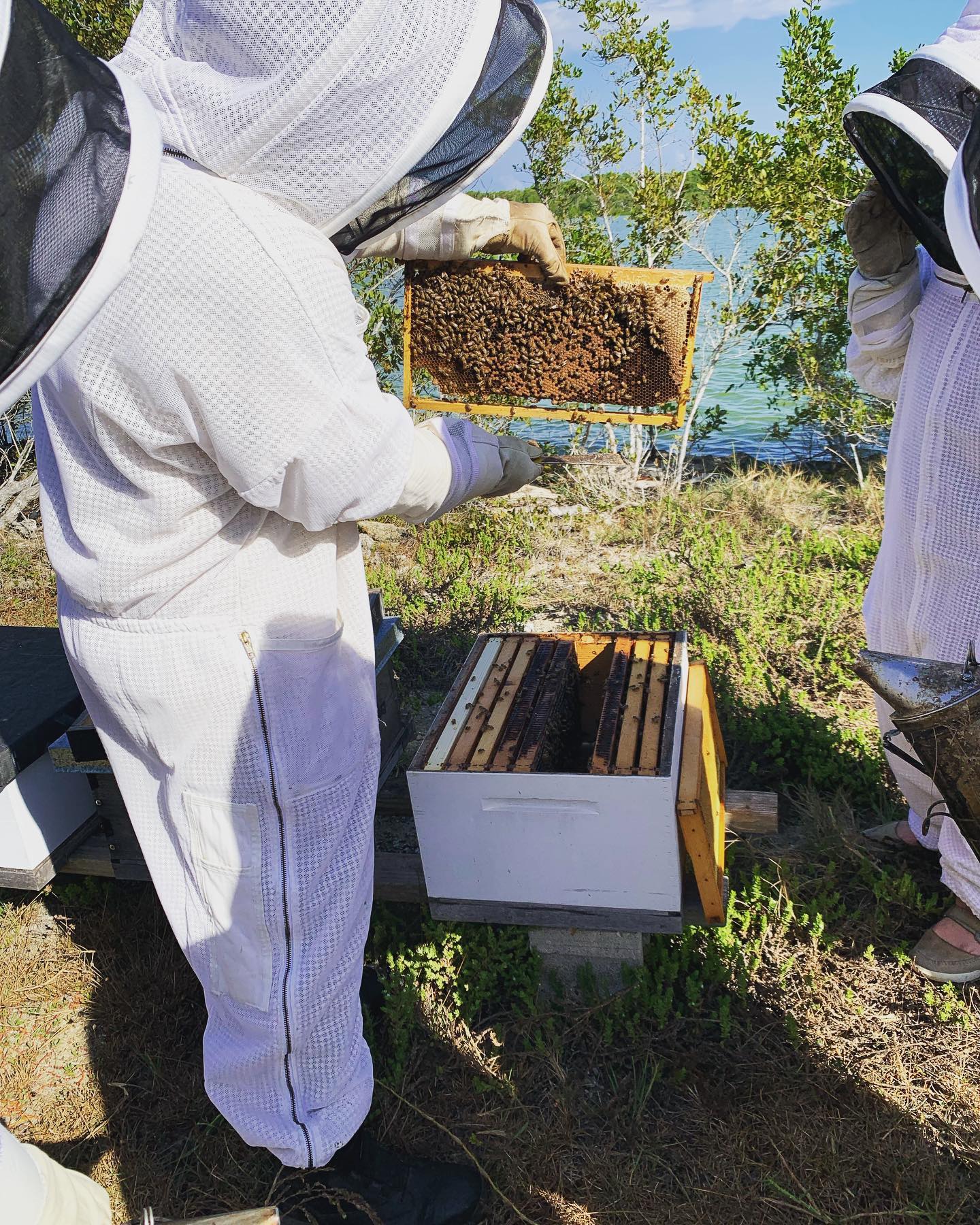 Inspecting our early Spring splits and looking for that #queen #bee #beetour #beekeeping #honey #apiary #experience #grandcayman #caymanislands