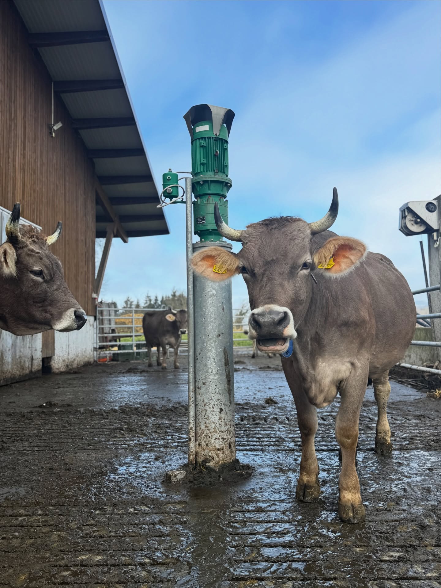 Unsere braunen Schönheiten😍
.
.
#originalbraunvieh #hörner #demeter #biologisch