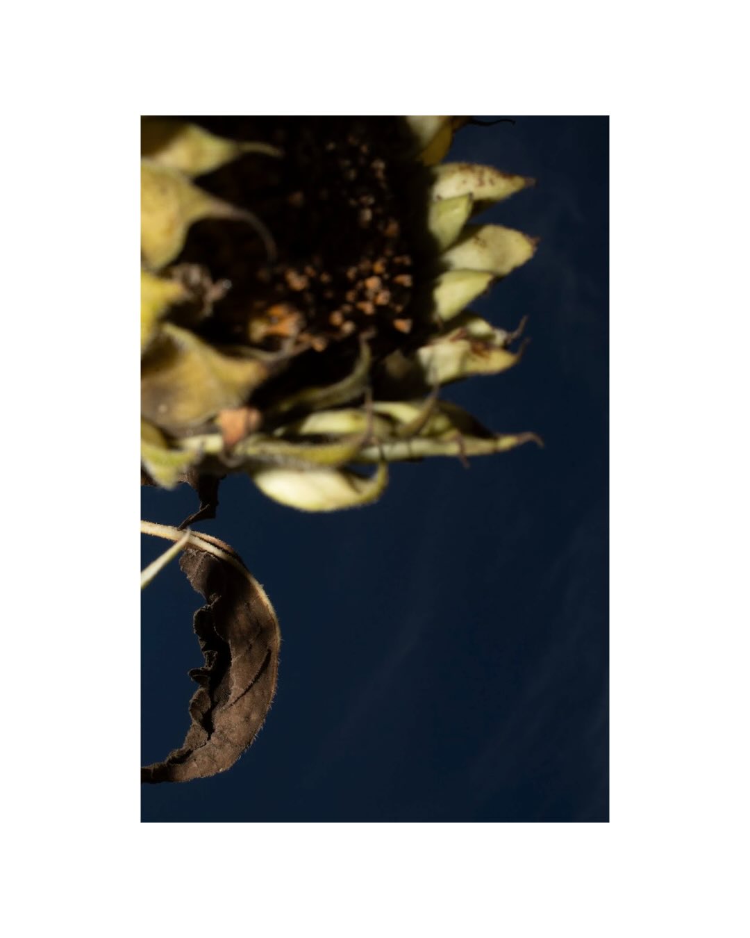 Thank you to the wonderful students from SUŠTŘ Prague @textilniskola.cz for their time and beautiful documentation at ArtMill. This group of young photographers joined us for a crisp and fog-filled week last September: here are some of their works. A special thank you to those who returned later in the season to help us in planting dozens of new trees in our Inter-Species-Refuge. We can’t wait for the next plenér this season.
photos by: Bára Kopčáková (1-3), Dora Ulverová (4), Jana Tetřevová (5-6), Simona Řezníčková @sim_reznicek (7-8), Zuzana Vlčková @zuz_vlc (9)
Děkujeme úžasným studentům z SUŠTŘ Praha @textilniskola.cz za jejich čas a krásnou dokumentaci v ArtMill. Tato skupina mladých fotografů se k nám připojila během mlhavého týdne loňského září: zde je část jejich prací. Zvláštní poděkování patří těm, kteří se vrátili později v sezóně, aby nám pomohli vysadit desítky nových stromů v našem mezidruhovém útočišti. Už se těšíme dalšího plenérního setkání v této jarní sezóně.
fotografie: Bára Kopčáková (1-3), Dora Ulverová (4), Jana Tetřevová (5-6), Simona Řezníčková (7-8), Zuzana Vlčková (9)
#pleinair #photography #artistresidency #artcenter