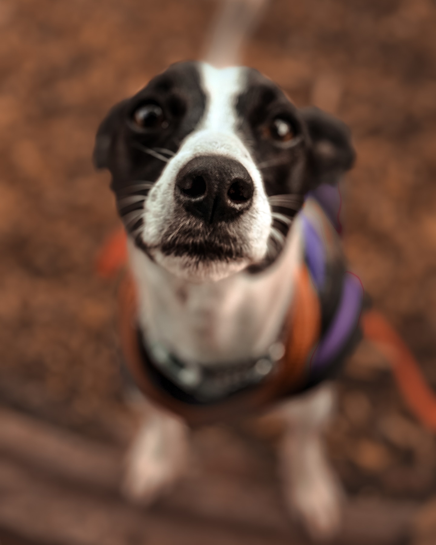 ‘you got anymore snacks then? 👀’.
.
.
.
.
#dog_features #dogsofinstaworld #dogs_of_instagram #dogoftheday #dogsofinstagram #dogstagram #doglover #dog #dogs #doggy #doggo #doge #doggies #doggie #cute #dogwalker #dogwalking #norwichdogwalker #dogwalkernorwich #norwich #norfolk #dogpark #jackrussell