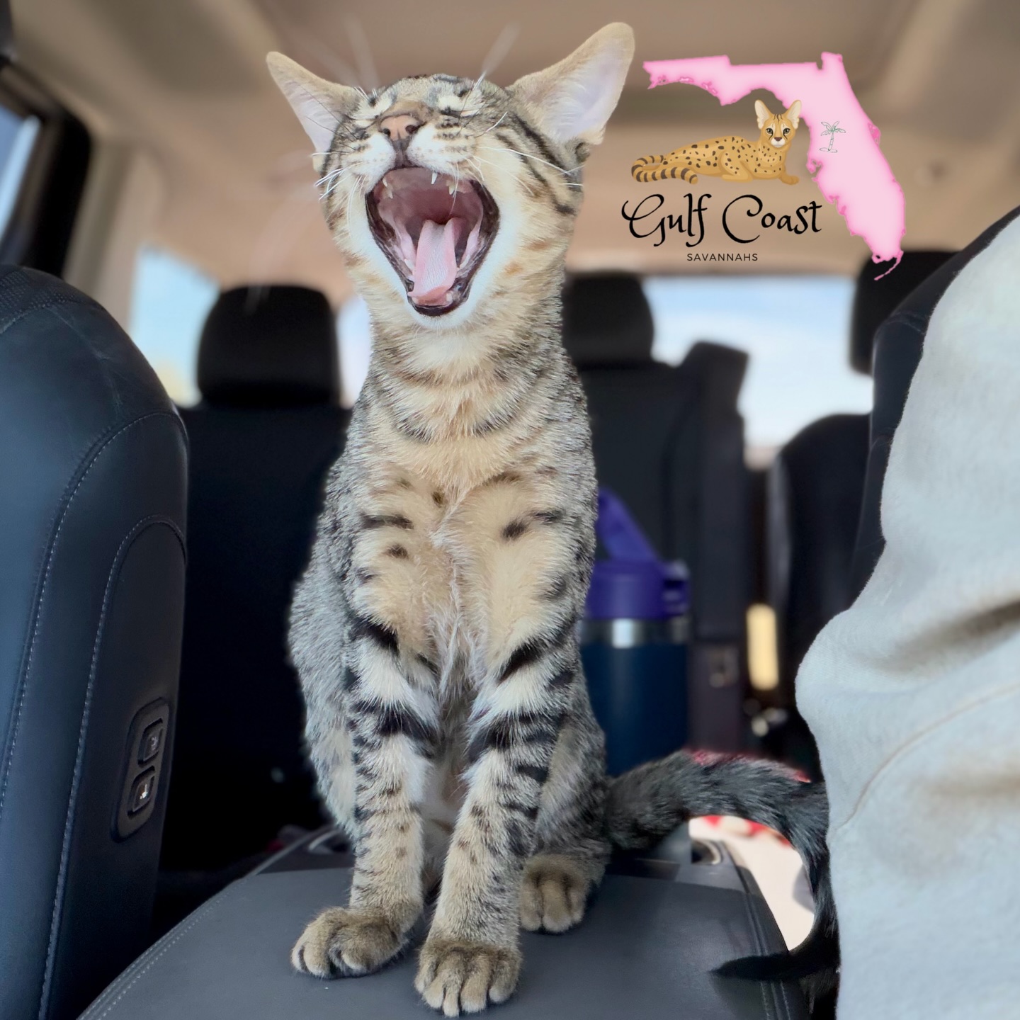 Pumpkin went in for his vet appointment today to be neutered! His new mom is so excited to see him!
#carrides #catsincars #savannahkitten #bigyawn #bigmouth