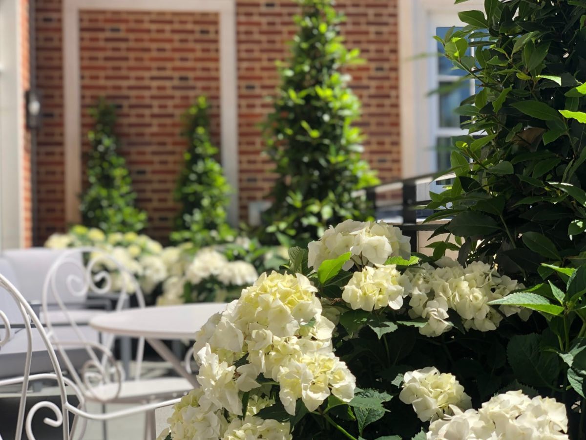 #garden #gardendesign #planting #landscaping #gardenmaintenance #gardensofinstagram #horticulture #horticulturist #plants #landscapedesign #chelsea #chelseagardener #gardening #trellis #gardenstructure #gardeninspiration #gardensofinstagram #gardenworld #decking #lighting #planting #london #maintenance #terrace #balcony #patio #outdoors #pots #flowers