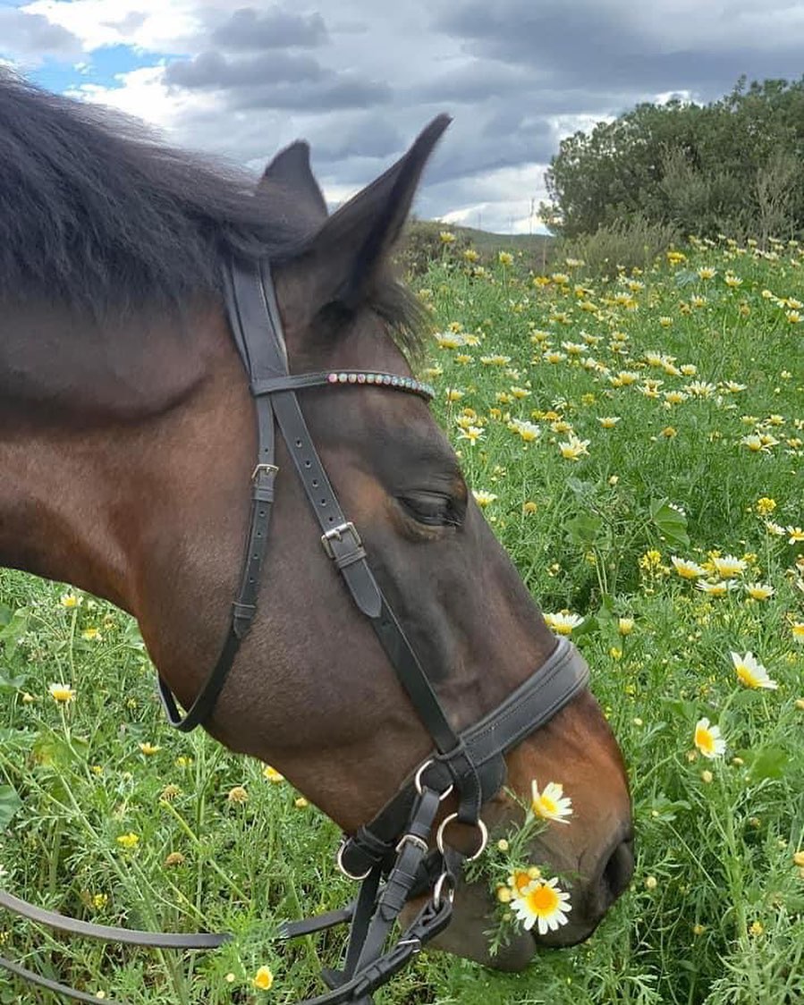 Chance showing how many flowers he can eat in one go with a Transcend bridle🤣 thank you Lesley for the picture!
#transcendbitlessbridle #doublebitlessbridle #simplesidecue #bitless #freedom #connection #superiorquality #englishleather #equine #horse #pony #bespoke #naturalhorsemanship #equestrian #baroque #horseaddict #equality #tack #biothane #photography #glowup #natural #horsesofinstagram #showjumping #dressage