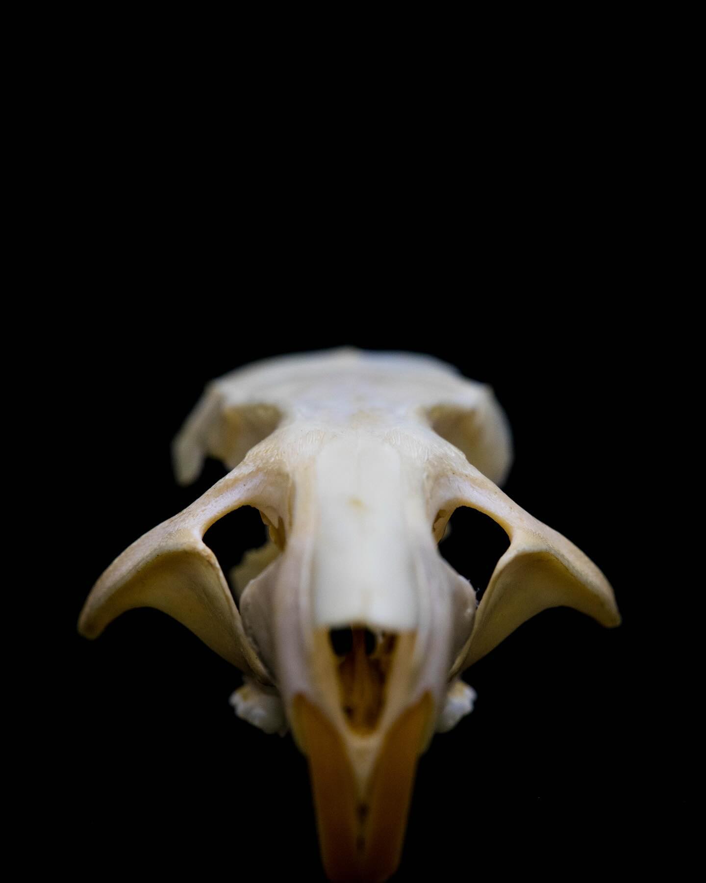 #science #electronmicroscope #laboratory #scienceart #sciencephoto #scientific #scienceweek #research #lab #micro #microscope #microscopy #medicine #medicalsciencestudent #medicalstudent #macrophotography #mineralomics #bio #biology #bioimaging #biologylab #minerals #chemistry #material #engineering #physics #sciencecommunication #ucl #DDCSEM #Mineralomics