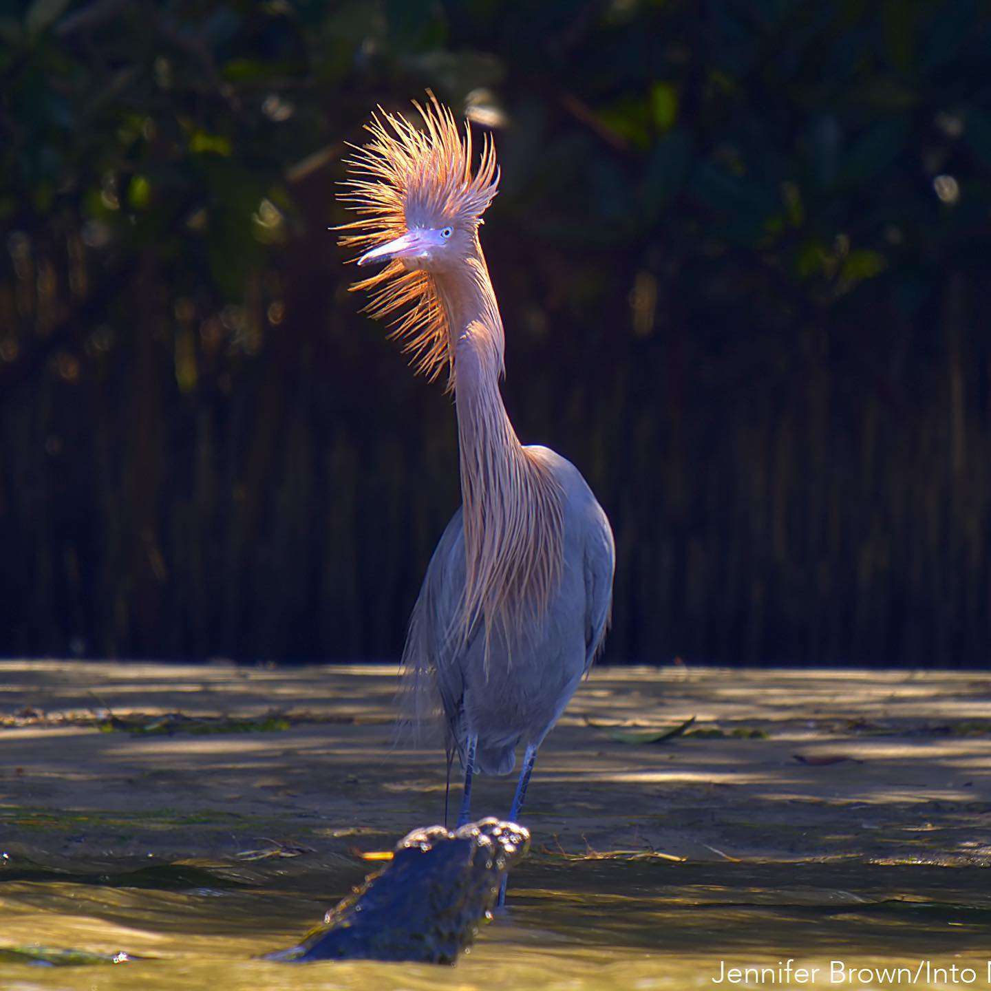 A Reddish Egret shines in the shallows of Tarpon Key…one of 7 keys in the Pinellas National Wildlife Refuge. My first encounter with this elegant coastal specialist is thanks to the Friends of Tampa Bay National Wildlife Refuges. Regarded as the rarest heron in Florida, these birds need all the friends they can get.