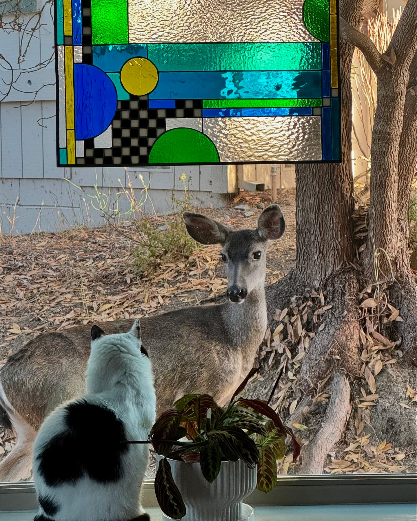 We 💙 our deer neighbors. 🥰