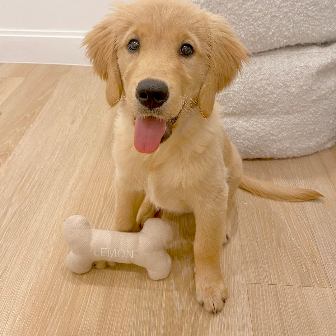 Your daily dose of cuteness - here's Lemon and her custom tweed dog toy 💛💛