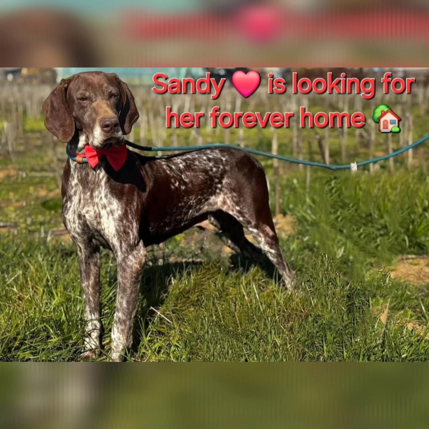 Thank you very much for your wholehearted support
❤️🐾Fenja Bosman
€5,00
❤️🐾 Conny Neuburger
€5,13
❤️🐾 Anita Post
€10,24
❤️🐾 Maaike Aal
€25,65
❤️🐾W.G.M van Esch
€20,00
❤️🐾Jacqeuline Organ
€99,31
❤️🐾 Rahni Van der Schot
€10,26
❤️🐾 E.M.P.van Aarle
€20,00
❤️🐾 P.E. Beerman de Man
€25,00
❤️🐾 J Pieterse
€10,00
❤️🐾Joop and Riet Priem
€5,13
❤️🐾Anonymous Donor
€25,59
❤️🐾 S. Schavemaker
€10,00
❤️🐾 Rene Neuburger
€30,00
❤️🐾M.Y. Schuitemaker
€60,00
We appreciate your contribution💝
Contact via email: gsprescuehr@gmail.com
Website: https://www.gsprescuehr.com/nl/contact.
#dontshopadopt#gspoftheday #gspcommunity#germanshorthairedpointerlovers #germanshorthairedpointerlovers #pointerlovers #gspcommunity #pointerlove #germanshorthairedpointer #birddog #pointersofinstagram #gsprescue #gspworld #gsp #gsplife #gsploverig #gsplovers #gspsofinstagram #gspuniverse @lydia_lidach #rescuedog #rescuedogsofinstagram #rescuedismyfavoritebreed#deutschkurzhaar