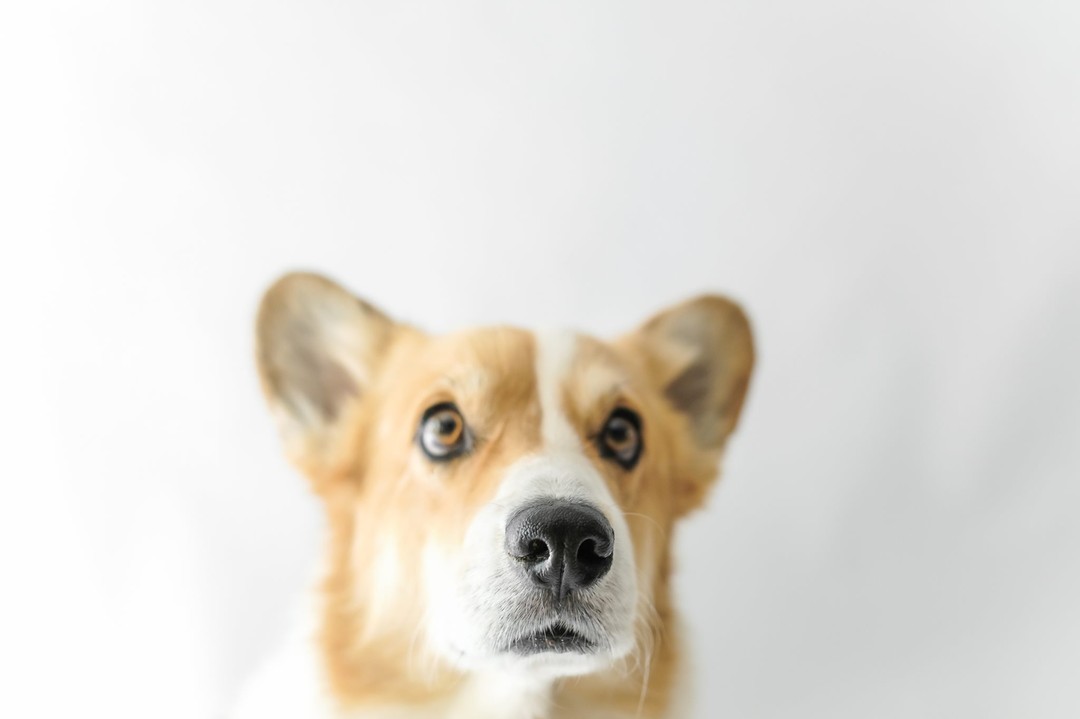 This little pupper turns 8 YEARS OLD today! Our shorty mascot, Pixel. He is a fawn Pembroke Welsh Corgi 🦊, which Hubster always tells me to stop confusing people and just say "Corgi". He came into our lives as a surprise birthday gift and immediately became a member of the family ✨✨✨.
