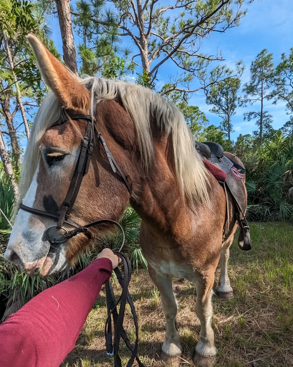 #horse #drafthorse #belgiandrafthorse #animals #pet #petsitter #womeninbusiness #smallbusiness #grantvalkaria #palmbay #palmbayfl