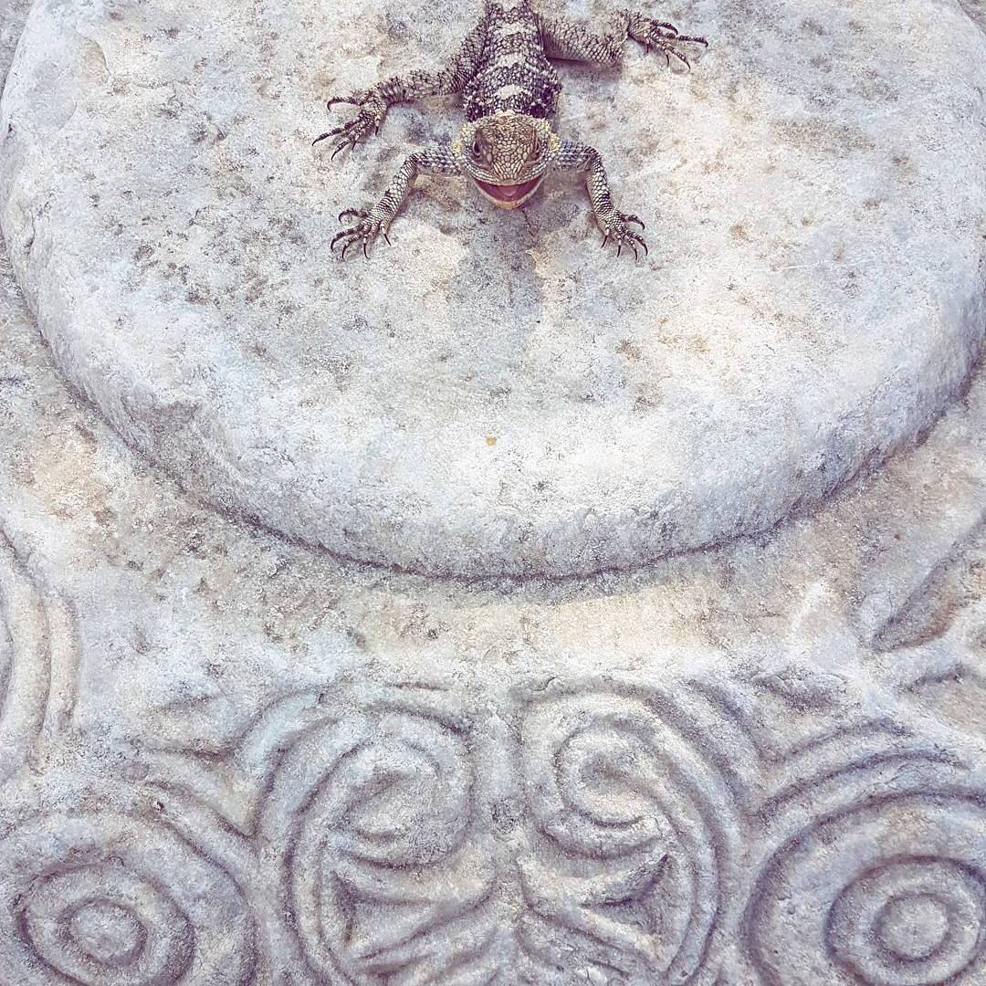 Say hello to our little friend
#lizard #turkey #travelling #batucatchingthings