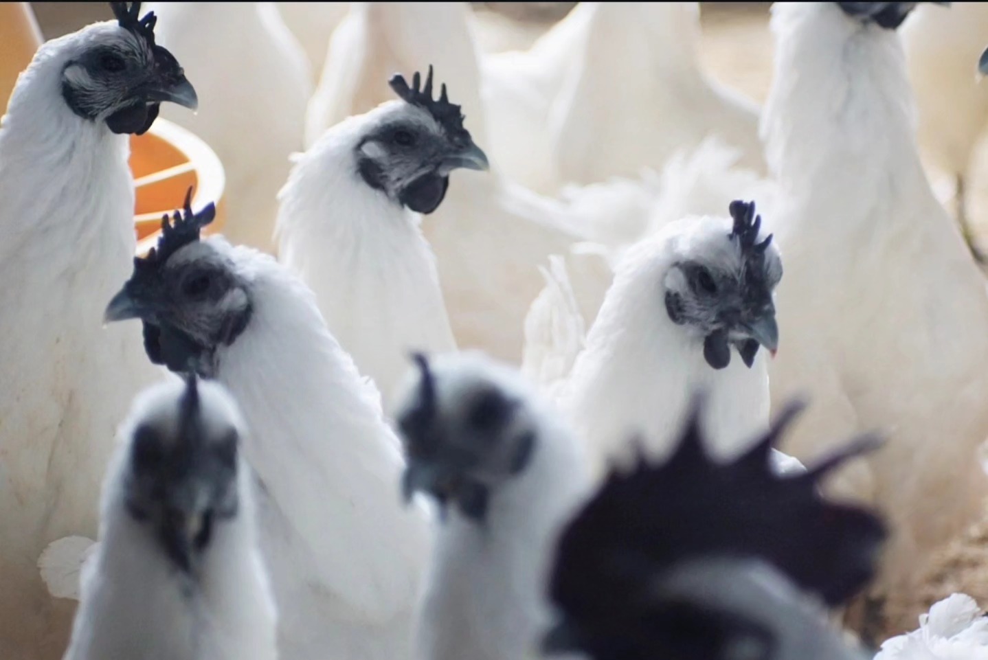 Wünsche euch ein schönes Wochenende. ✨
Bruteier Reservierung für 2025 ab sofort möglich.
_________________________________
GA Hmong
Verfügbar: Bruteier 🥚, Küken 🐥, Junghennen 🐓.
Farbschläge: weiß, bunt & Nackthals in schwarz, weiß und Bunt.
https://www.broholmer-zucht.com/gahmong
Instagram & TikTok @huehnerwelt_rauch
Facebook @rauchs_huehnerwelt
_________________________________
#gahmongeurope #poultrylife
#poultry #bauernhof #küken #chickenfarming #blackchickens #chickensecurity #hühnersecurity #gahmongchicken #blackchicken #hatchingeggs #chickenaspets #landwirtschaft #ayamcemanichicken #hühnerimgarten #petchickens #gahmonggermany
#hühnerstall #hühnerliebe
#bauernhofleben #blackchicken #hühner #hühnerhaus #buntehühner #gahmong #geflügel #liebehühner #tieresinddiebesserenmenschen
#gahmong
Liebe Grüße und alles Gute
Euer Gabriel Rauch