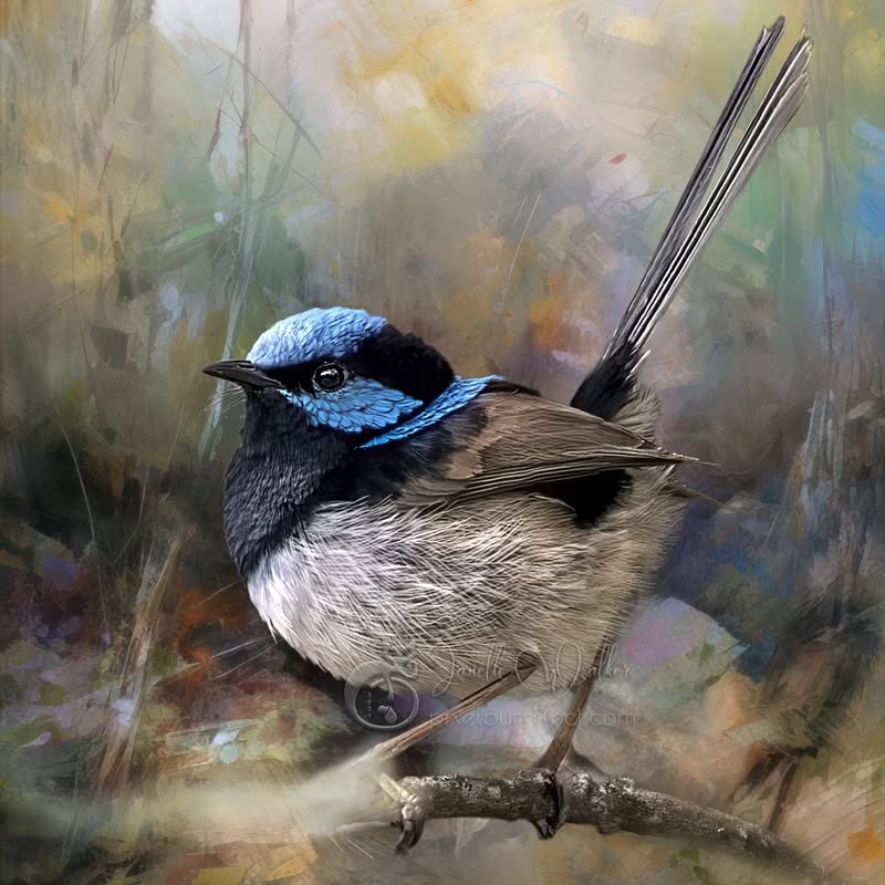 "Always look on the bright side of life."
- The Life of Brian
.
.
.
.
.
.
.
.
.
.
.
.
.
#pixelpurrrfectphotography #fairywren #wrensday #exquisitepics20_australia #rebel_artandedits #mcl_arts #illustrious_art #artistry_flair #super_photoeditz #edit_lovers_united #wildlife_artistry #birdsofaustralia #Creative_AnimalArt #bpa_arts #photo_creation_silver #rebels_nature #rebels_united #explore_wildlife #wonderland_arts #art_andfact #galleria_of_grace #illustrious_magic #dreamland_arts_of_nature #rawedit_ #exquisitepics20_animals
#australianbirds #wildlife_artists #everything_animals #nature_perfection #everything_imaginable