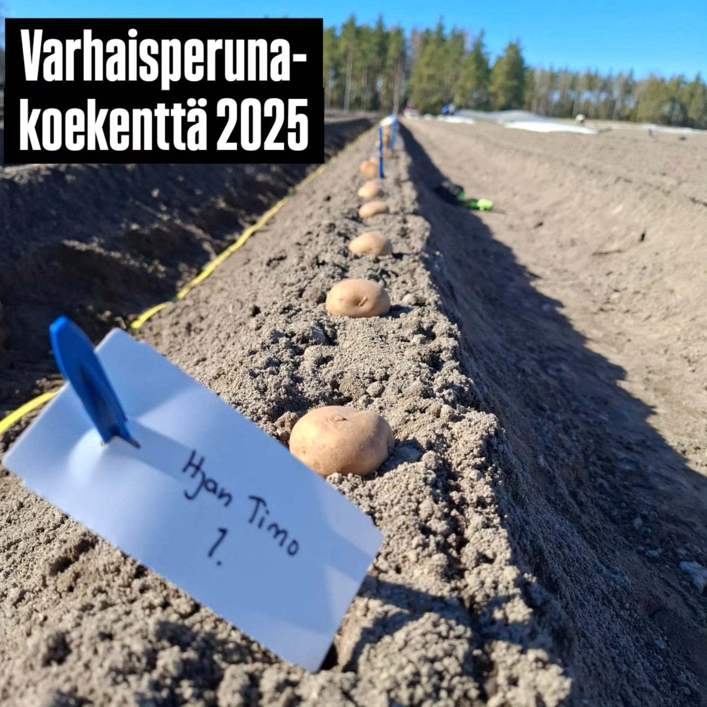Nyt ollaan etuajassa! Yleensä huhtikuun loppupuolella istutettu varhaislajikkeiden testikenttä istutettiin komeat KOLME VIIKKOA tavanomaista aikaisemmin!🌞 #perunakoe #lajikekoe #hankkijantimo #annabelle #colomba #libra