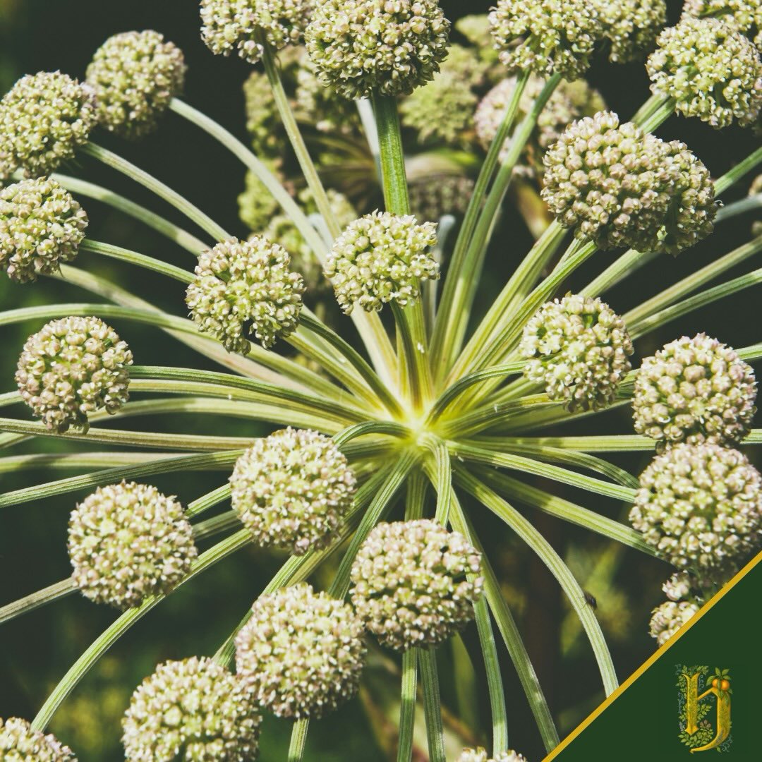 7 - ANGELICA
Angelica archangelica
L’ultima botanica. La settima essenza.
Cresce nei luoghi umidi, lungo i torrenti,
dove l’acqua e la terra si parlano da secoli.
Gli antichi la chiamavano “erba degli angeli”.
Credevano avesse poteri protettivi.
In Herbarium, l’angelica è:
👉🏻 Dolcezza aromatica
👉🏻 Note muschiate e avvolgenti
👉🏻 Il finale che ti accompagna, lungo e gentile
È la botanica del compimento.
Quella che chiude il cerchio.
Quella che ti fa capire che tutto era necessario.
7 di 7 botaniche friulane.
Il viaggio di Herbarium finisce qui.
Il tuo, forse, è appena iniziato.
🤍 Herbarium
Scopri di più su vinilacricca.it (link in bio)
#Angelica #Herbarium #VermouthNaturale #SetteEssenze #FriuliDoc