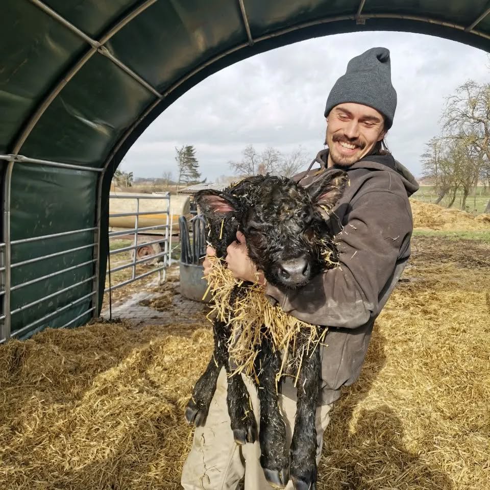 Gelähmt von den schrecklichen Nachrichten aus der Ukraine ist heute Morgen das 1. Kälbchen unser Mini Mutterkuhherde geboren. Die Mama ist noch etwas unsicher, da es ihr erstes Kalb ist. Wir hoffen, dass sie einen guten Start hat!
#keinkrieg
#niewiederkrieg
#frieden
#kalb #welshblack #blackbeauty #bioland #mutterkuhhaltung #sustainable #nachhaltigkeit #bioland #Landwirtschaft #farmlife #babycow #landwirtin #love #peace #harmony #newlife #bäuerlichelandwirtschaft #hofleben