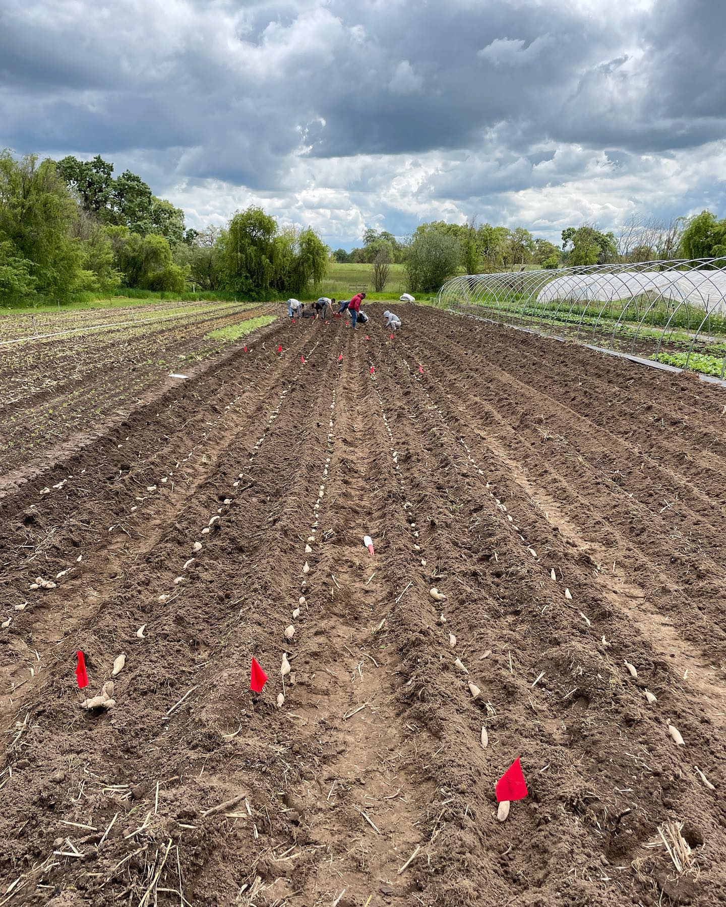 Dahlias are in the ground at long last! Late this year, as we waited for the soil to dry out enough to work after a long wet winter. Weāll lose a few weeks of blooms, but theyāll be happier to have the water this season! Yahoo! š¤