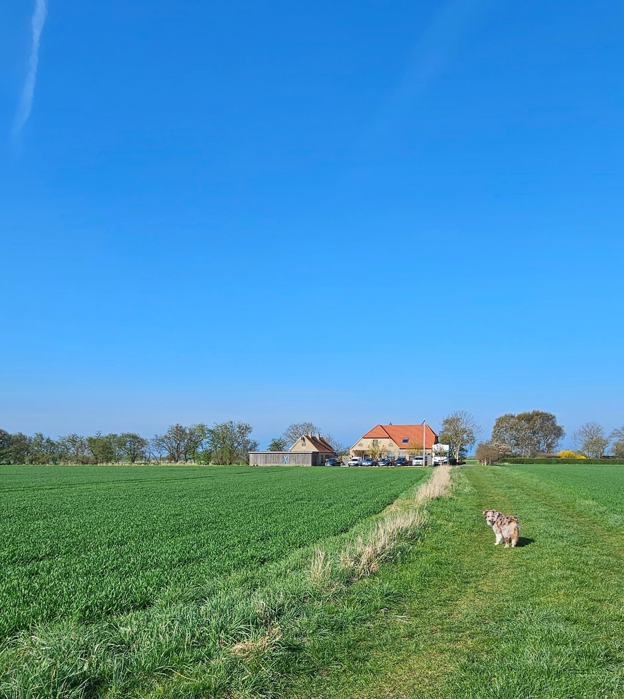 Volles Haus zu Ostern, die Sonne lacht aus vollem Herzen und wir freuen uns schon auf das Osterfeuer für und mit unseren Gästen im 'Haus im Felde' auf Fehmarn 🌞.
#hausimfelde
#Fehmarn
#albertsdorf
#ferienwohnungen
#ferienappartements
#sonneninselfehmarn
#Sonne
#Urlaubammeer
#urlaubmithund
#urlaubmitkind
#Radfahren
#rapsblüte
#windsurfen
#kitesurfen
#kite
#wellenreiten
#reiterferien
#Osternammeer
#Ostsee
#Ostseeinsel