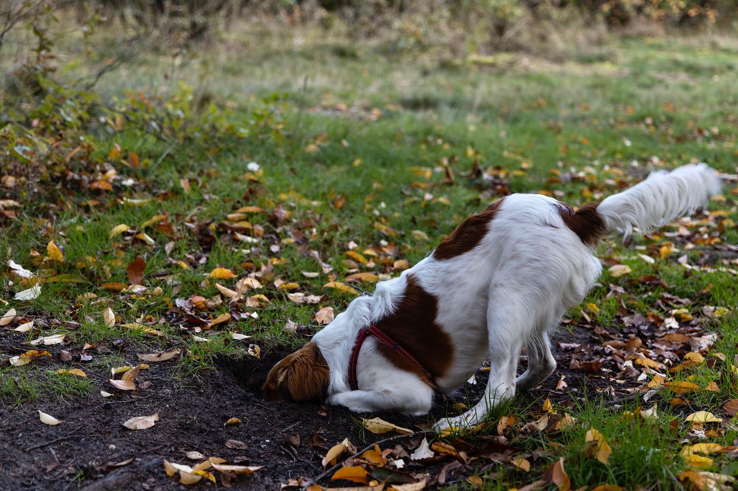 Ook na diep graven heeft Indy nu nog niks op de blog kunnen vinden, maar binnenkort komt onze eerste blogpost online! Stay tuned…