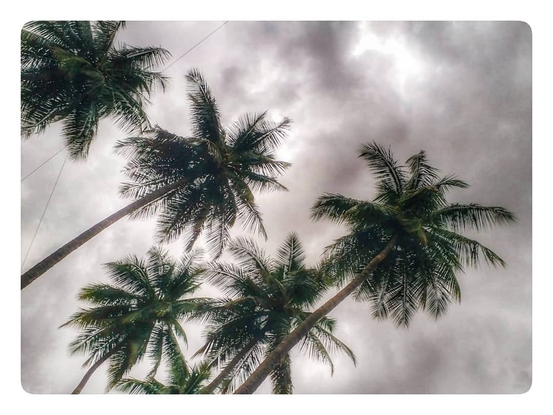 #trees #nature #photography #forest #naturephotography #landscape #tree #sky #summer #clouds #green #travel #sun #beautiful #naturelovers #sunset #photooftheday #mountains #love #water #rain #river #woods #instagood #art #pic #hiking #ig #adventure #bhfyp