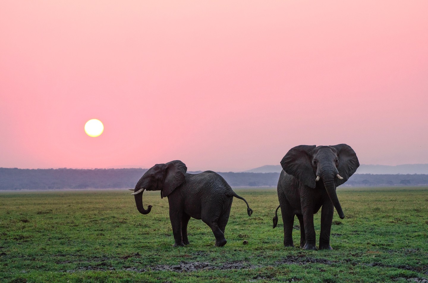 We’re spotlighting the season’s most memorable wildlife moments and the conservation work that makes them possible. From increased elephant family sightings to clearer bird migration paths, our community ranger patrols have helped reduce poaching incidents by 28% this year—and guests see the difference with every guided walk. 🌿🐘
You’ll witness breathtaking encounters and learn the science behind them: why a sighting signals a healthy population, how habitat care shapes movement, and how local partnerships protect these species. Join us in celebrating nature and stewardship—your visit supports ongoing success. Link in bio. 💚📸
What wildlife are you most excited to see on your next trip? Tell us below, and we’ll help plan the perfect sighting.
#elephants #encounters