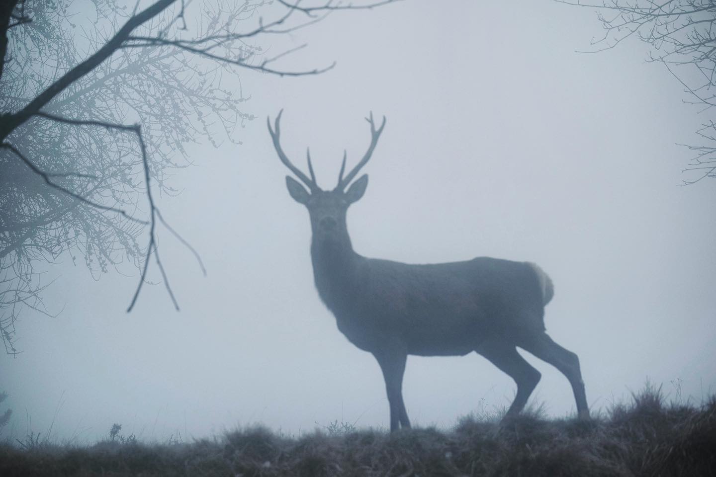 Sauvage 🦌
#cerf #brume #nature #animauxsauvages #faune #photographie #aventure #wildlife #wildlifephotography #lumixfr #lumix #sigmafrance #natgeowild #natgeoyourshot #natgeo