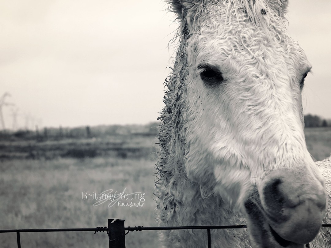 Furry friends Friday 🐎
.
.
.
#photography #photooftheday #love #instagood #instagram #photo #nature #picoftheday #like #follow #beautiful #art #photographer #naturephotography #horse #horses #horsesofinstagram #instahorse #blackandwhite #blackandwhitephotography