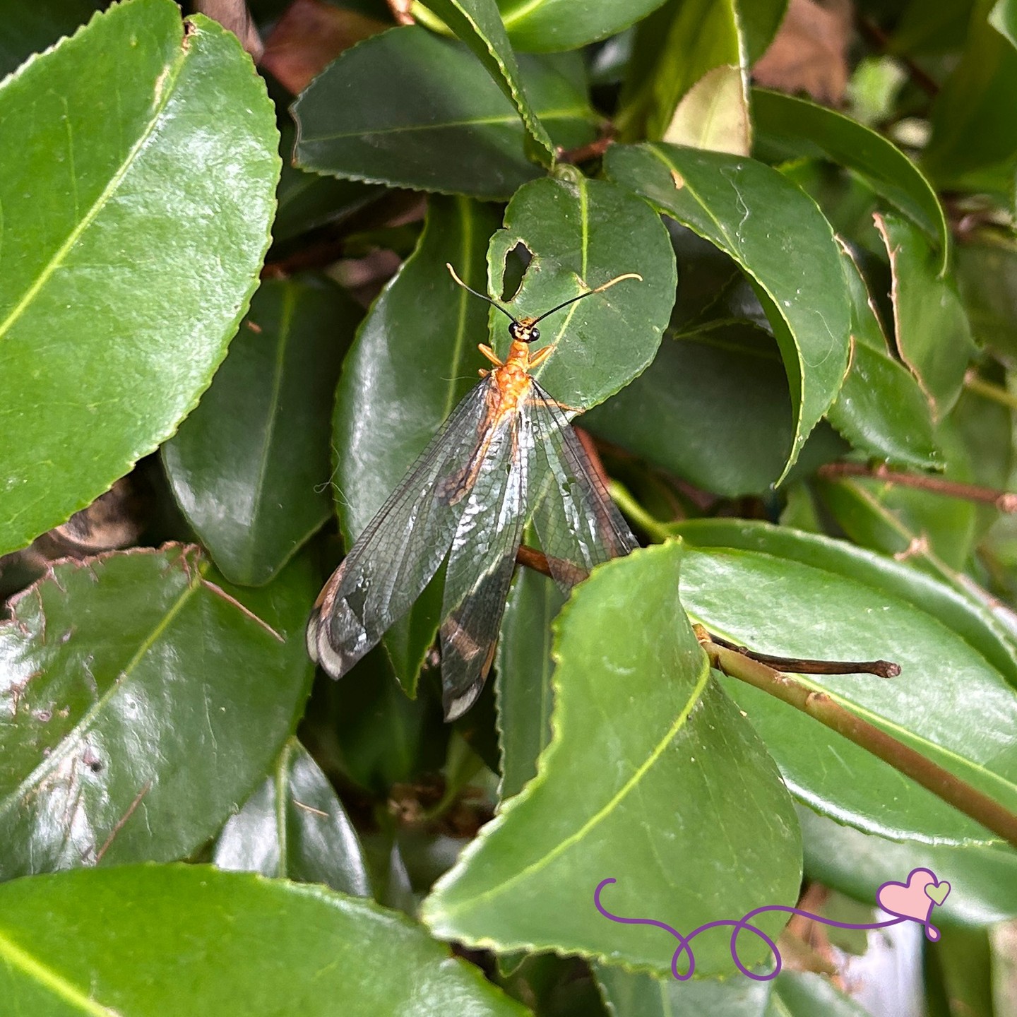 "Moments of Noticing". Dragonfly. I was swinging gently on our egg chair in the sunroom and spied this dragonfly on the rug. Gently I gathered it with a tissue and lay it on a leaf on this plant outside the window. It put out its legs to grasp the leaf. A few minutes later it had recovered and flown away.
May you go gently through this festive time and notice little moments of wonder. Blessings. 🙏🪽
www.theheartofus.au