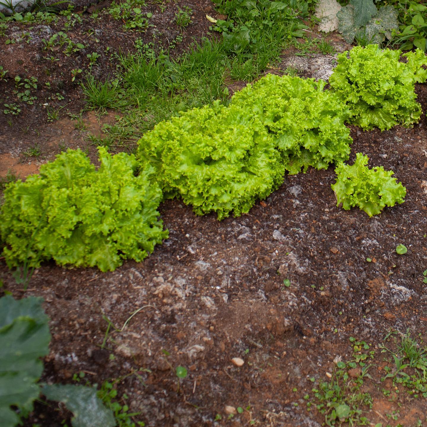 Lechugas orgánicas de nuestra #huertaparatodos listas para compartir con nuestros colaboradores 👏🏾👏🏾👏🏾
#fieltrotex #comunidadempresarial #huertaempresarial