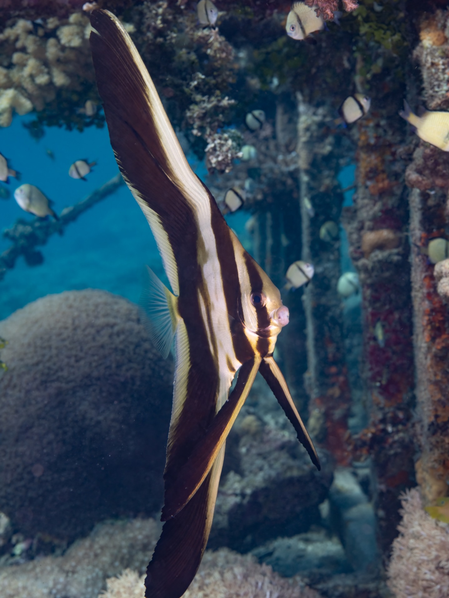 ๐๐๐๐๐๐ ๐๐!!
Captured at just the right moment โ this long fin spadefish (latax teira), Aka batfish blows a kiss! Pity bottom part of the fin is cut off โ but it is the face that counts!!
Another great critter from the shallow water dive sites we visit every week โ never gets boring
๐ธ John Warmington
๐๐๐.๐ฐ๐ฟ๐ถ๐๐๐ฒ๐ฟ๐๐ฝ๐ผ๐๐๐ฒ๐ฟ.๐ฐ๐ผ๐บ
โ๐ต๐๐๐ฝ๐://๐ฎ๐ถ๐ฟ๐ฏ๐ป๐ฏ.๐ฐ๐ผ๐บ/๐ต/๐ธ๐ฎ๐ฟ๐บ๐ฎ๐๐ฎ๐๐ฒ๐ฟ๐
โ#UnderwaterPhotography #VanuatuMoments #DiveVanuatu #KarmaWatersVanuatu #Batfish