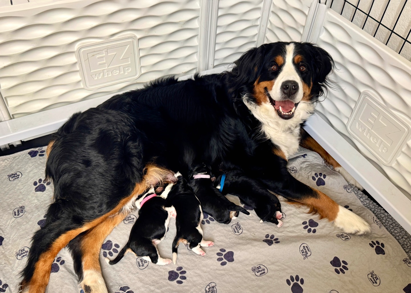 Sweet Remi welcomed a beautiful small litter of Bernedoodle puppies this past weekend 🤍🐶. Everyone is doing great. Eat, sleep, repeat is the vibe. Get ready… lots of adorable puppy content coming your way. Stay tuned 🐾