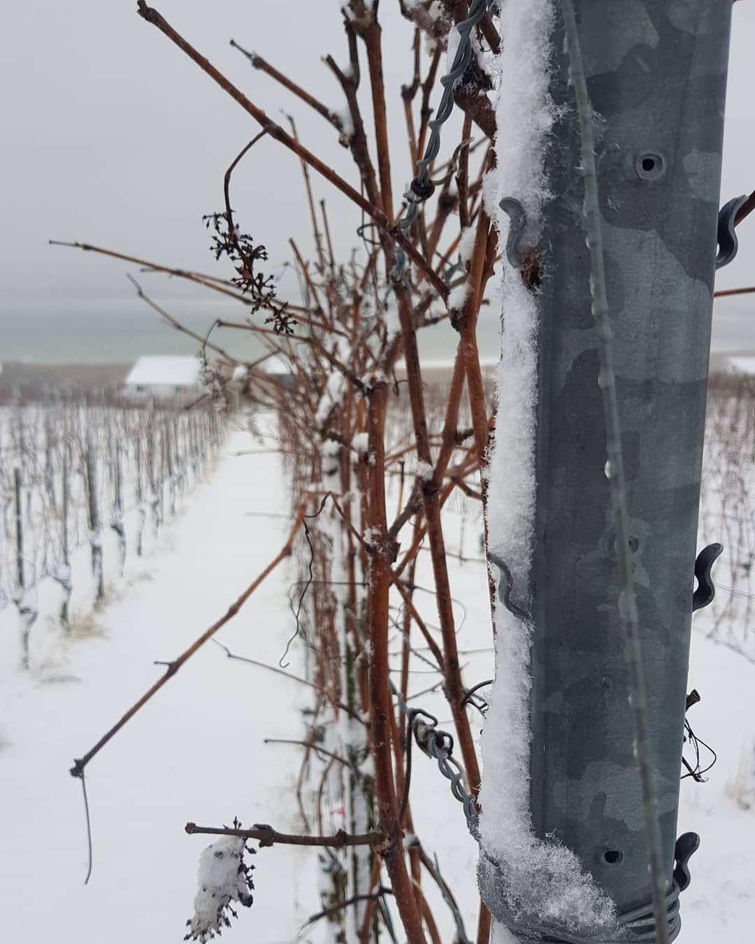 Das neue Jahr hat begonnen und damit auch die Arbeiten im Weinberg. Nächste Woche beginnen wir mit dem Reben schneiden.
.
.
#grüningersrebbau #weinberg #wein #weinbaubetrieb #weinbau #winzer #winter #schnee #weinstöcke #reben #schneiden #rebbau #leonmillot #see #untersee #triboltingen #thurgau #neuer #jahrgang #januar #2019 #familienbetrieb #reben #regional #weinzeit #weingenuss