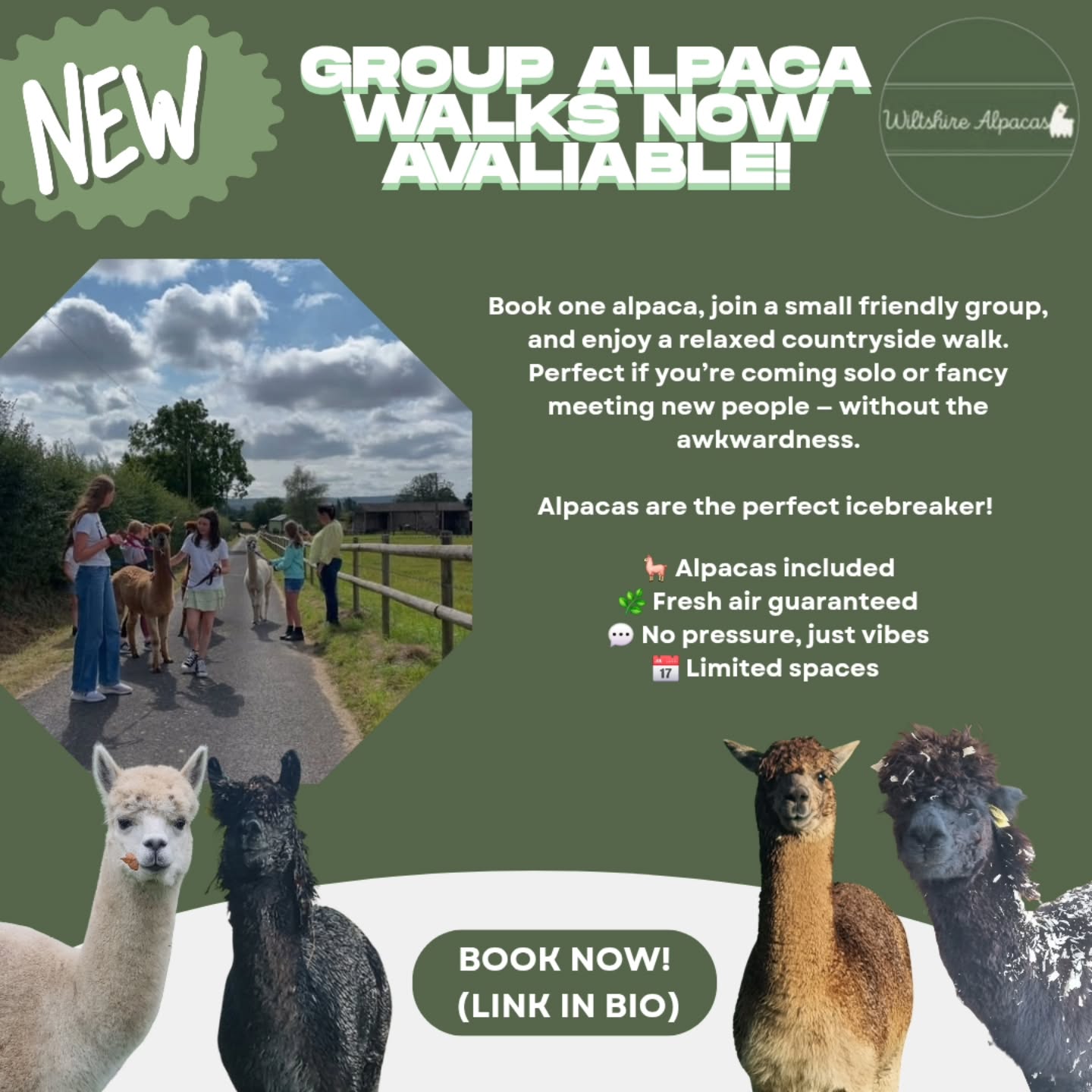 Socialising… but with alpacas 🦙
Book one alpaca, meet new people, and let the fluff do the ice-breaking.
🔗 Link in bio
📅 Limited spaces
#alpacawalks #alpacaexperience #thingstodoinwiltshire #countrylifeuk
#wholesomevibes