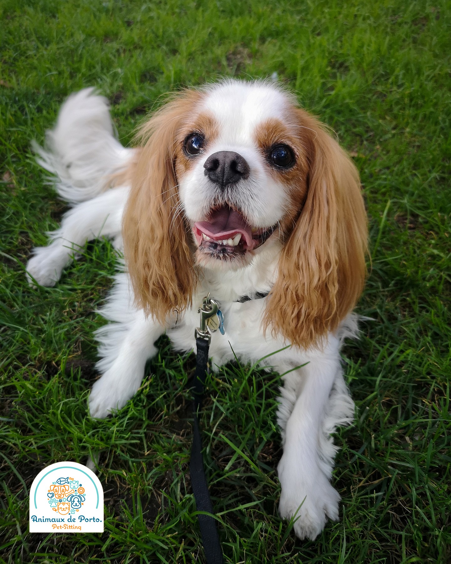 Oliver โค๏ธ
#dogwalkingporto #petsittingporto #petlovers #dogsittingportugal #catsittingportugal #dogs #cats #petsofinstagram #porto