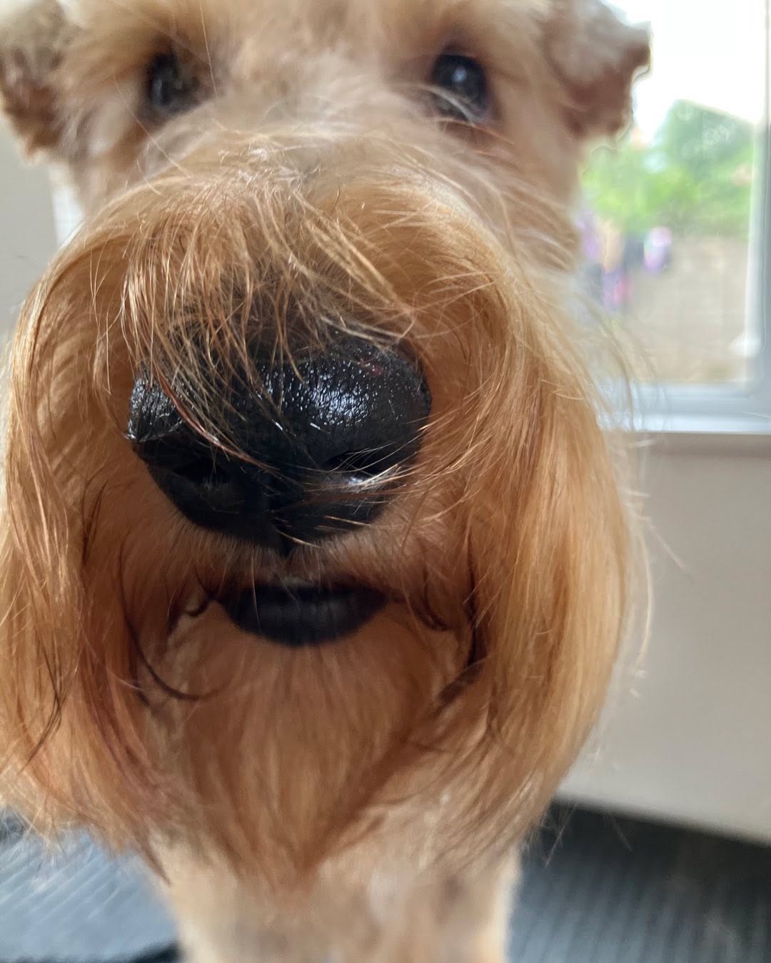 What does a dog groomer do on her day off? Her own dog!! Porridge ❤️