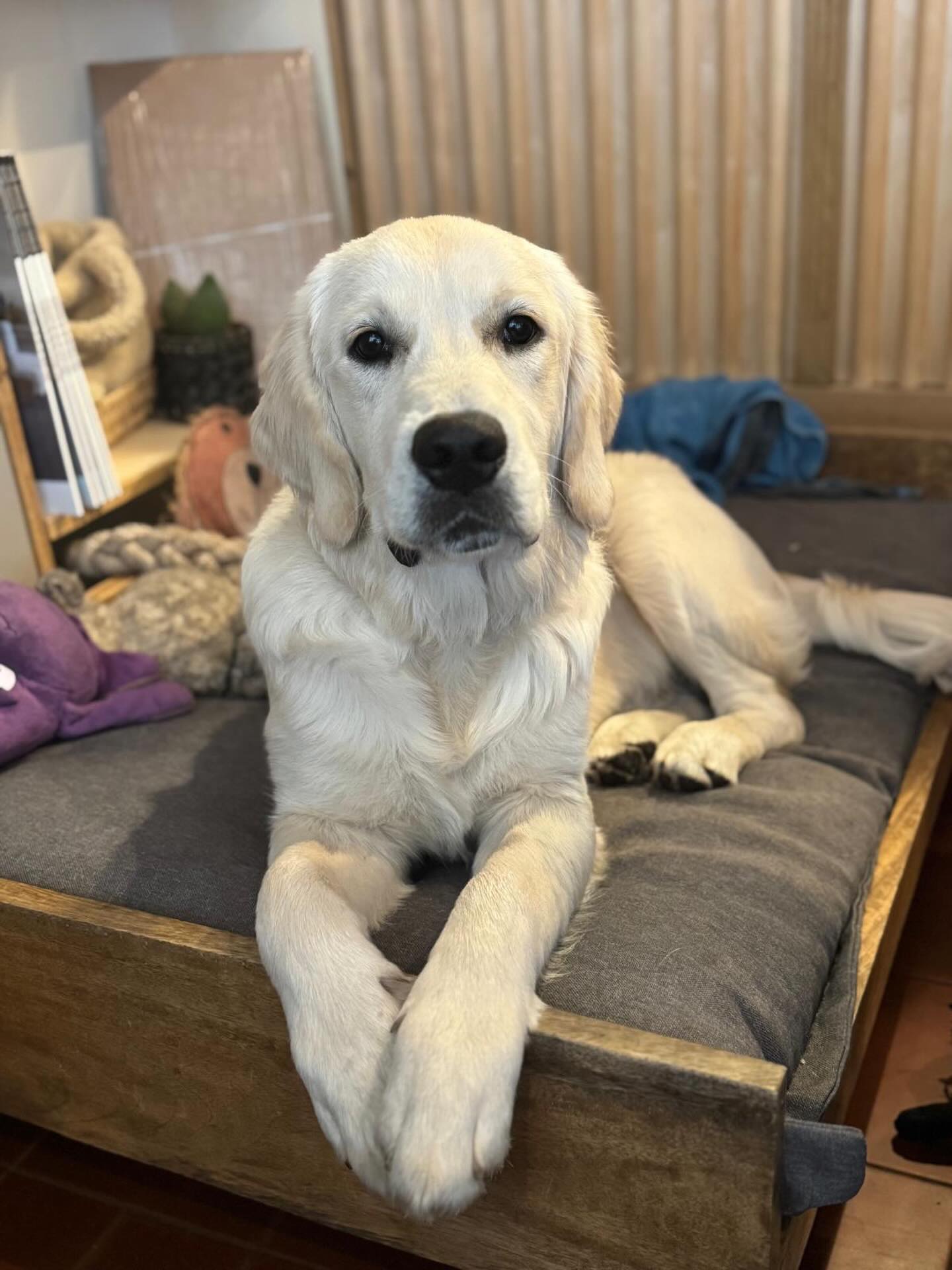 Meet Joep 🐾 Guus his little brother 🥰
.
.
.
#toast #haarlemnetherlands #goldenretriever #haarlemcityblog #haarlemcity