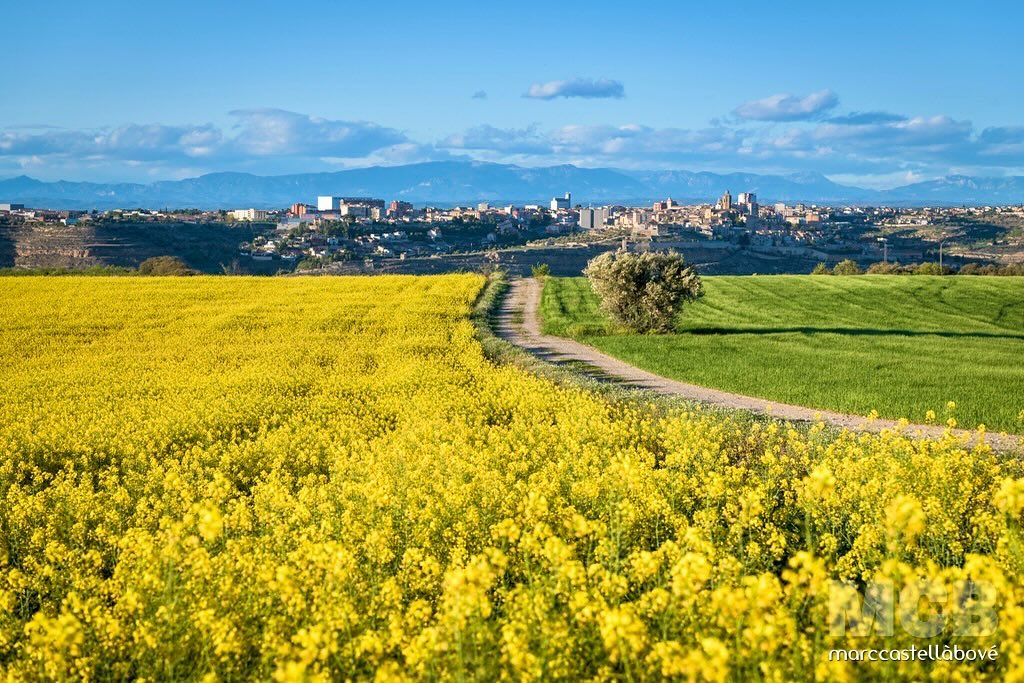 🌼 Mar de #colza.
…
#Cervera #Segarra #mardecolza #catalunyaexperience #primavera #spring #springcolors #naturacatalunya #flowers #flores #yellow #groc #paisatgerural #vidaalcamp #exploracatalunya #discovercatalonia #descobreixcatalunya #landscapephotography #yellowfields #naturephotography #ruralbeauty #cercadordepaisatges #beautifuldestinations #travelphotography #springvibes #instanature #catalunyamagrada #paisatges_de_catalunya #segarraviva
…
@turisme.ccsegarra @turismecervera @catalunyaexperience @descobreixcatalunya @catalunya.magrada @paisatges_de_catalunya @paisatgesvius @paisatgesdeponent @segarraviva @landscape__fotografia @total_landscapes @nikonistas @nikonspain