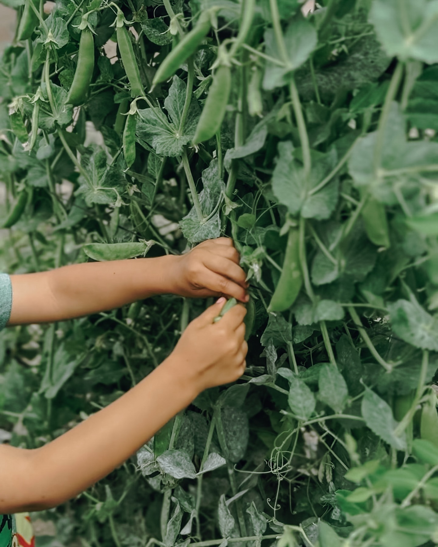 —NATURE INTEGRATION—
We believe in the power of nature to inspire and educate. Our students will spend ample time outdoors, exploring the natural world and learning from its rhythms and wonders. 🌿✨
Did you know that studies have shown that children who spend time in nature have better attention spans, reduced stress levels, and enhanced creativity?
Nature serves as a rich classroom, fostering curiosity, environmental stewardship, and a deep connection to the world around them.
At Wild Peaks Collective, we harness the beauty and wisdom of the natural environment to cultivate well-rounded, mindful learners. Join us in nurturing a new generation of nature enthusiasts and lifelong learners.
#WildPeaksCollective #NatureInspiredLearning #OutdoorEducation #CuriosityDriven