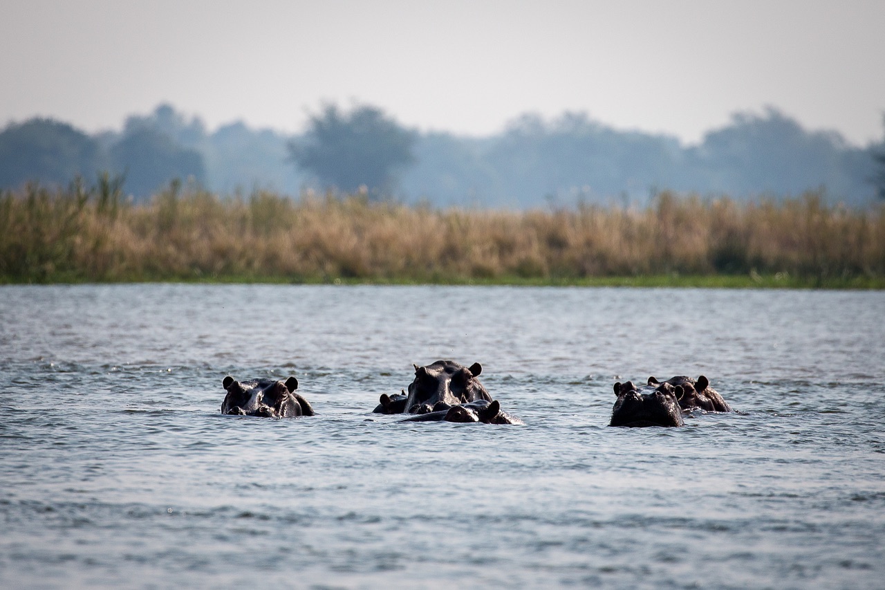 Staying in Mana Pools comes with an incredible perk – the soothing river just a stone’s throw away! Engaging in water activities during your African adventure adds an extra layer of excitement to your stay. Plus, the opportunity to witness wildlife in the river is an absolute highlight! 🌍🦁🌊 #ManaPoolsMagic
📍Chikwenya Camp
📸 @wearewilderness
•
•
•
#manapools #manapoolsnationalpark #wildlifeseekers #instawildlife #wildlifepics #wildlifeaddict #wildlifetour #wildlife #wildlife_inspired #wildlifeofinstagram #discoverwildlife #wildlifephotos #wildplanet #conservationphotography #zimbabwesafari #visitzimbabwe #zimbabwe #riverboat #river #riverview #thisisafrica #riverzambezi #iloveafrica #africanature #africa #exploreafrica #visitafrica #africatravel #africansafari