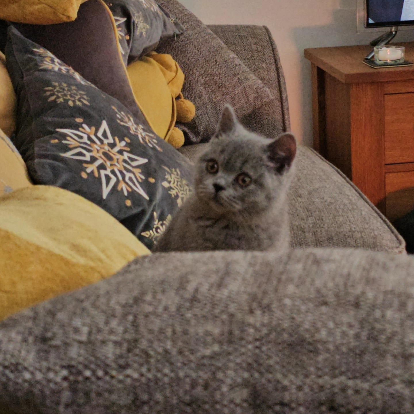 A new little companion, everyone meet Humphrey 🐾