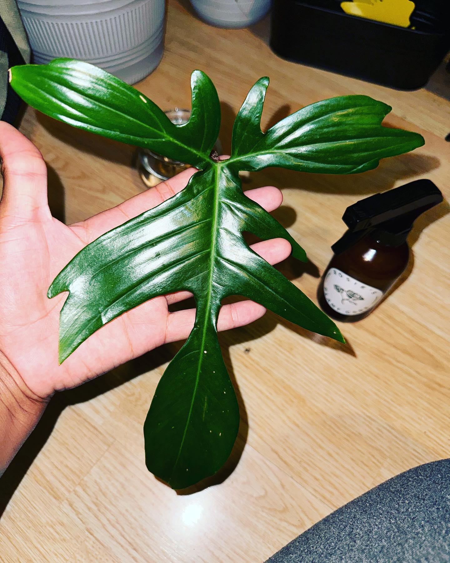 Thank you 😊 I love my new plant